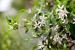 Citrus tree flowers