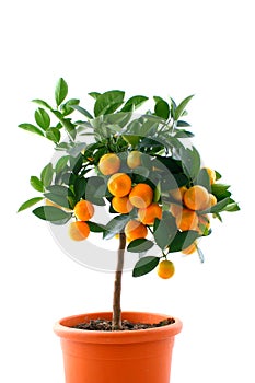 Citrus tree with fruit - small orange
