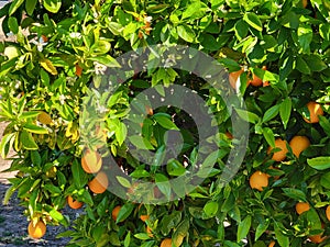 Citrus Tree with Fruits and Flowers