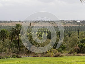 Citrus Tree Grove