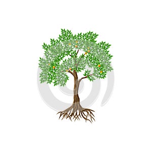 A citrus tree with leaves and roots logo icon.