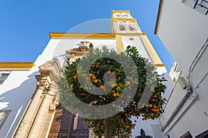 Citrus tree with oranges and church on a background. Marbella, Spain
