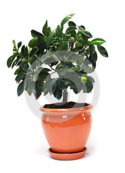 Citrus tree in the pot