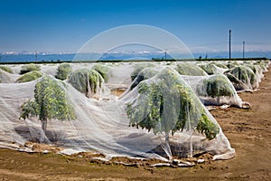 Citrus trees covered with netting