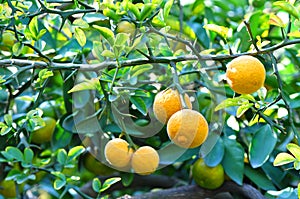 Citrus trifoliata