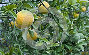 Citrus Trifoliata Fruit Tree