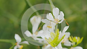 Citrus Trifoliata Fruit Tree. Thorny Shrub With White Flowers. Flowering Of Trifoliate Orange. Close up.