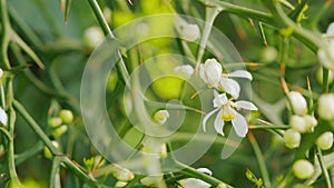 Citrus Trifoliata Or Poncirus Trifoliata. Lively Nature. Poncirus Trifoliata Flowering. Close up.