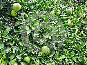 Citrus in the village of Beldibi in Turkey