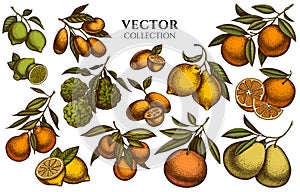 Citrus vintage illustrations collection. Hand drawn logo designs with kumquat, lemon, tangelo, grapefruit, orange, lime