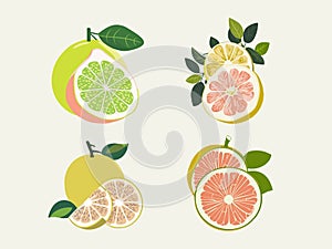 Citrus Zest - Illustration of a Grapefruit