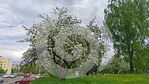 In the city, apple trees bloomed in spring near residential buildings on a lawn with young grass and dandelions. Birch trees grow