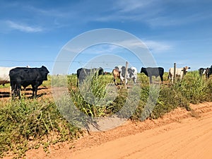 The cattle beside the dirt road photo