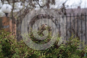 City bird. Little House Sparrow bird (Passer Domesticus) sitting on the bush in the city park on a sunny autumn day