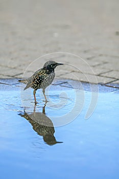 City bird starling bathing in the park in a puddle of blue water in sunny spring