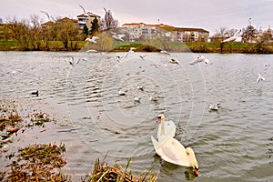 City birds on water