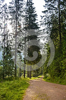 City in Black Forest, Germany. Forest, Plants and trees