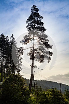 City in Black Forest, Germany. Forest, Plants and trees