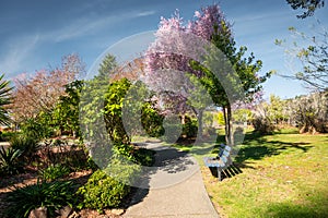 City of Brookings, Oregon. Azalea Park in spring.