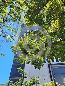 City Building Can Live in Harmony with Green Trees