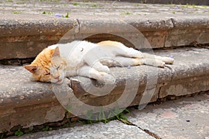 City cat in Greece