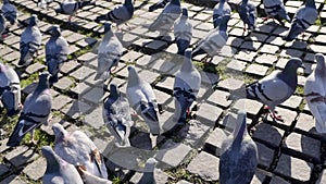 City doves fighting for piece of bread on main square of city. Stock. A flock of pigeons in the city square. Colorful