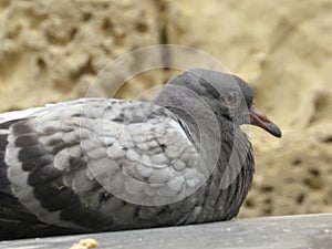 City Feathered Nook: Pigeon Resting Retreat