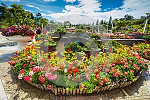 City flower garden in Dalat, Vietnam