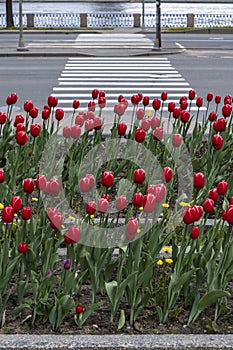 City flowerbed with red tulips, among which there is purple and yellow, and dandelions, against the background of the road with