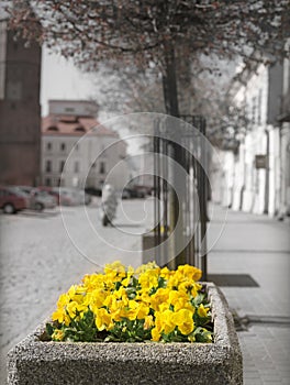 City flowers. photo