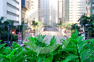 City Green Spaces Plant Leaves Background Busy Offices
