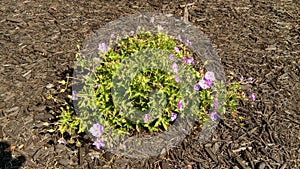 City Hall Flowers 4:. Little Purple Blooms