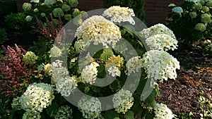 City Hall Flowers 7:. White Delights