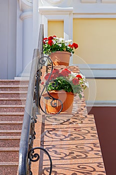City improvement, beautiful red and white blooming pelargonium geraniums in a flower pot at the railing of the stairs against the