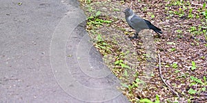 City jackdaw stepping foot on a piece of bread lying on the ground color