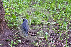 City jackdaw stepping foot on a piece of bread lying on the ground color