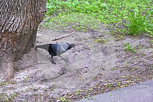 City jackdaw stepping foot on a piece of bread lying on the ground color