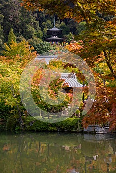 Kyoto, Japan. Autumn maple leaves and temple roof photo