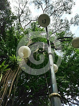 City lamp under a big ancient tree