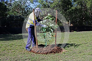 City landscaper worker planting a new tree in a public park