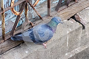 Pigeon resting on a ledge