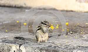 City palace in Jaipur, India squirrels