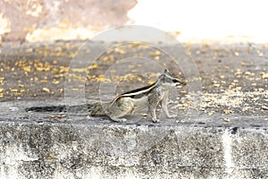 City palace in Jaipur, India squirrels