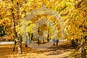 City park alley in autumn