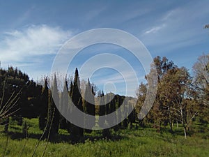 City park in Almada Portugal. Ecologia health life travel relax green trees grass blue sky clouds fresh air nature photo