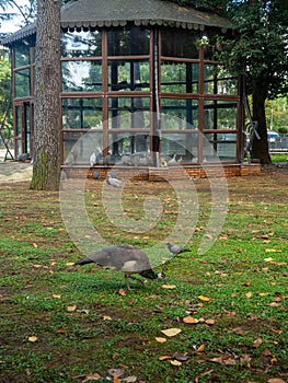 City park with animals. Fencing for animals. Peacock babies. Many birds walk on the ground. Flightless birds