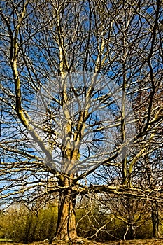 Autumn . A large leafless tree (plane tree?!) In the park.