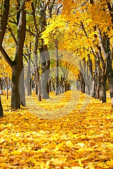 City park at autumn season, trees in a row with fallen yellow le