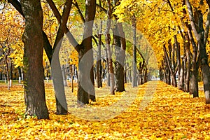 City park at autumn season, trees in a row with fallen yellow leaves, bright beautiful landscape at sunny day
