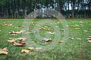 City park,autumnwinter natural scenery